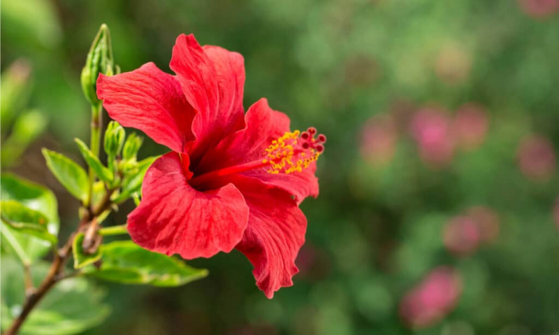 הפרחים הטובים ביותר לשתול בטקסס: 17 פרחים ששורדים גלי חום