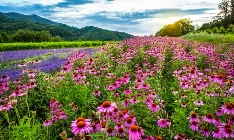   Coneflower, Echinacea, kmetijsko polje, cvet, roza barva