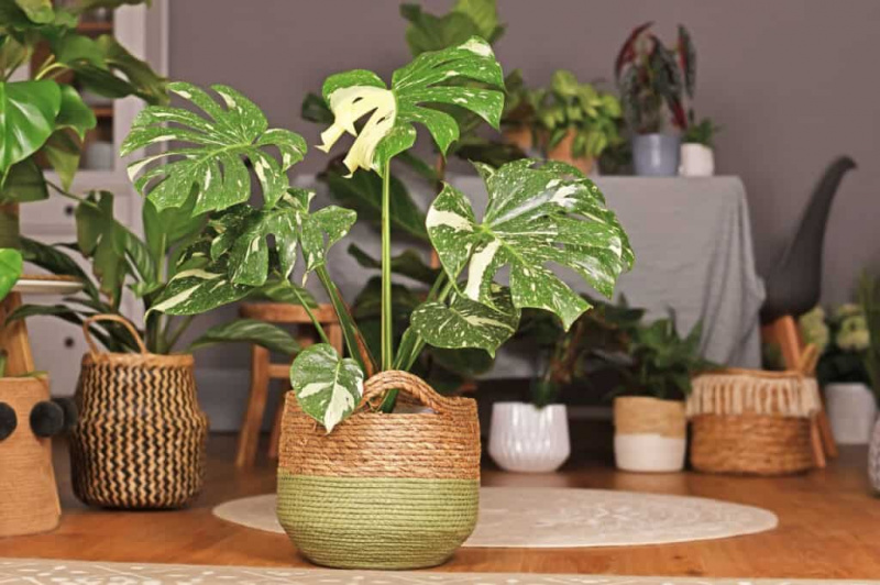   rastlina monstera v dvobarvnem (olivna in terakota) keramičnem napitku lesena miza z več manjšimi sobnimi rastlinami na mizi v ozadju.