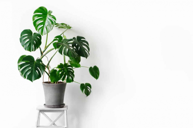 ประโยชน์ของ Monstera houseplant