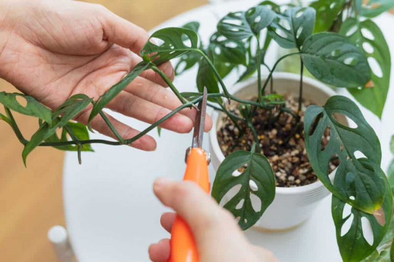 ประโยชน์ของ Monstera houseplant