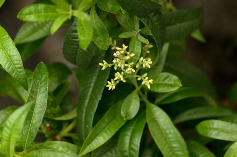   Sitronverbena (Aloysia citrodora) utsikt over blader og blomster.
