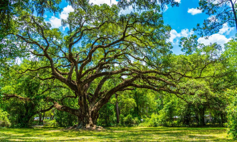 20種類以上のオークの木を発見