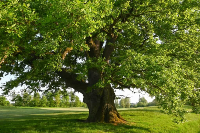   pokok oak bahasa inggeris