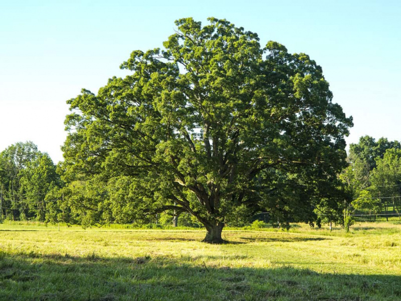   Jenis Pokok Oak