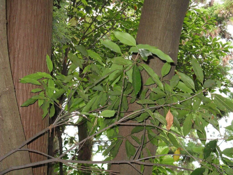   Oak Evergreen Jepun