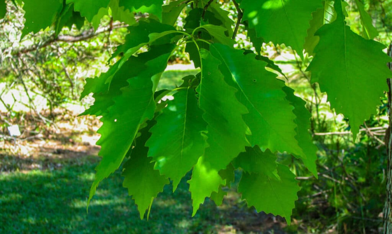   Jenis Pokok Oak