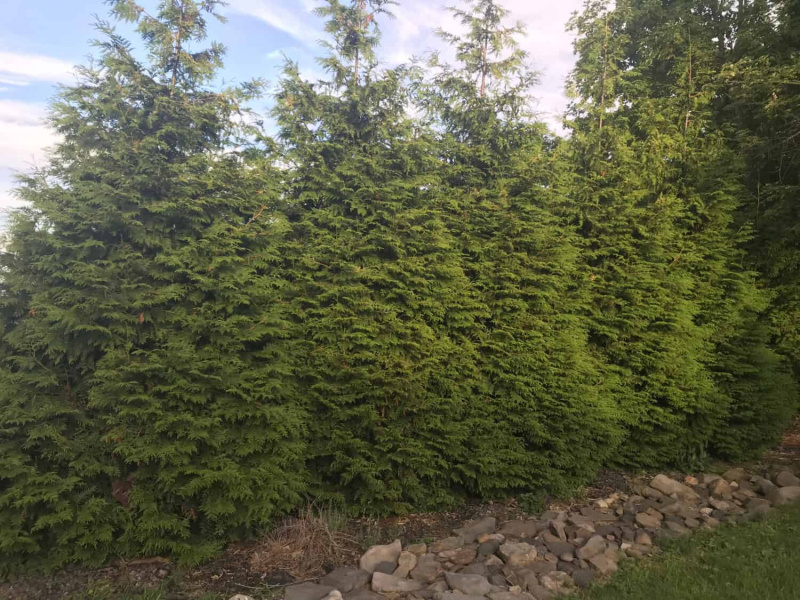   Gigantische arborvitae-bomen met een rotstuin