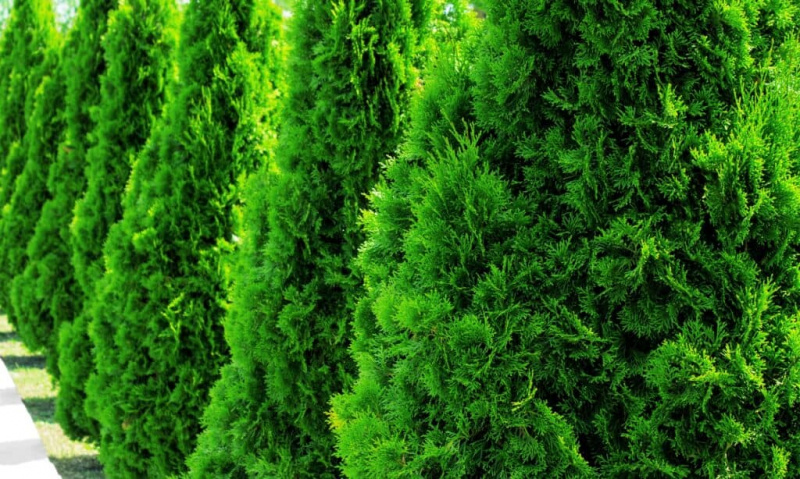   Zeleni velikan Arborvitae v vrsti