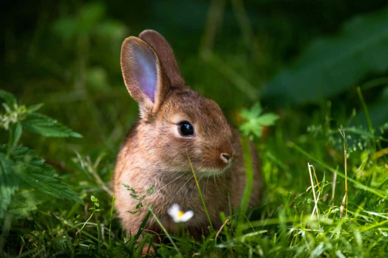 Kaninånd Dyresymbolik og betydning