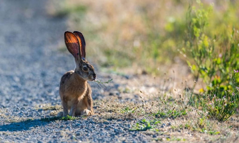   Black-tailed Jackrabbit, Farvebillede, Horisontal, Smitsom sygdom, Angreb