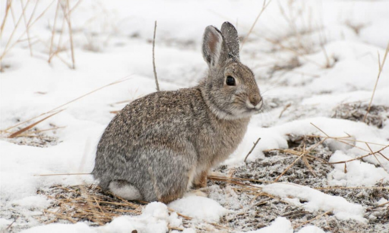   cottontail