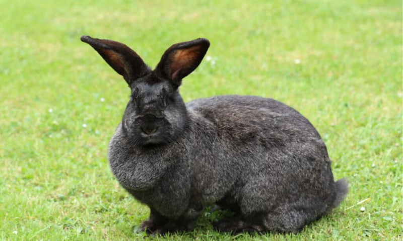 lapin géant continental