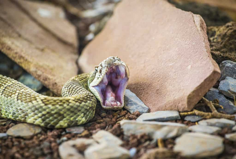   Ular derik (Crotalus oreganus) bersedia untuk menggigit / menyerang, menunjukkan ularnya's fangs