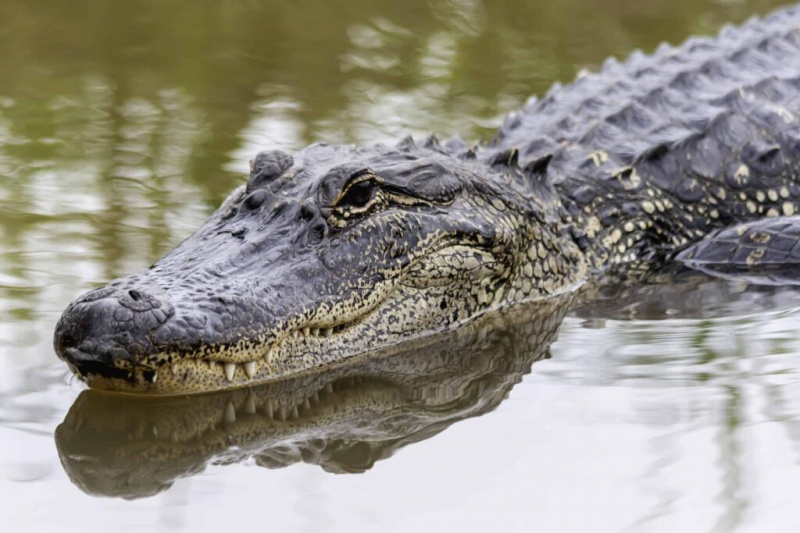   Alligator