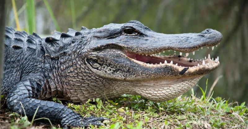   Najmočnejši živalski ugriz – ameriški aligator