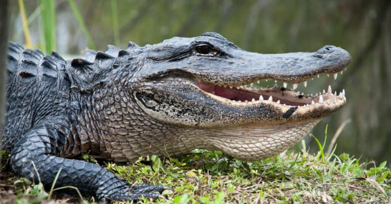   La mossegada animal més forta: caiman americà