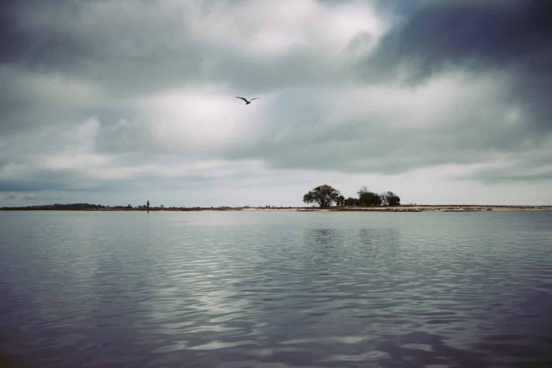   Pulau Rusa, Biloxi, Mississippi, Burung