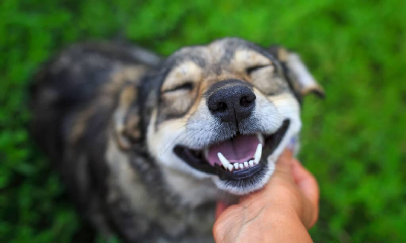   Šuo, laimė