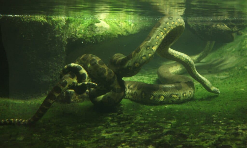   Zielona Anakonda pod wodą