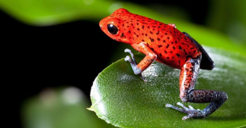  Niesamowite zwierzęta z lasu deszczowego: żaby z trującymi strzałkami