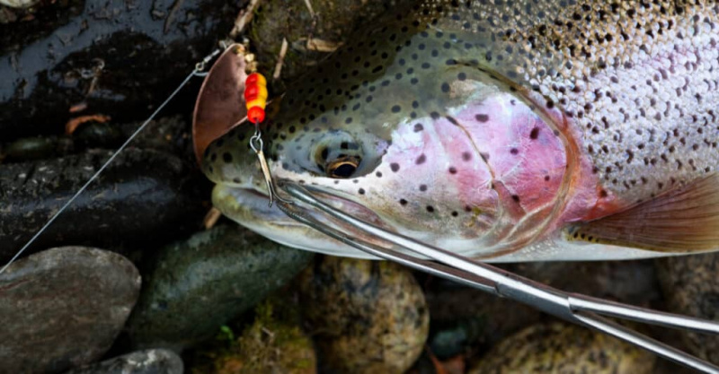 Trout kepala keluli yang baru ditangkap di atas batu dengan gewang di mulutnya