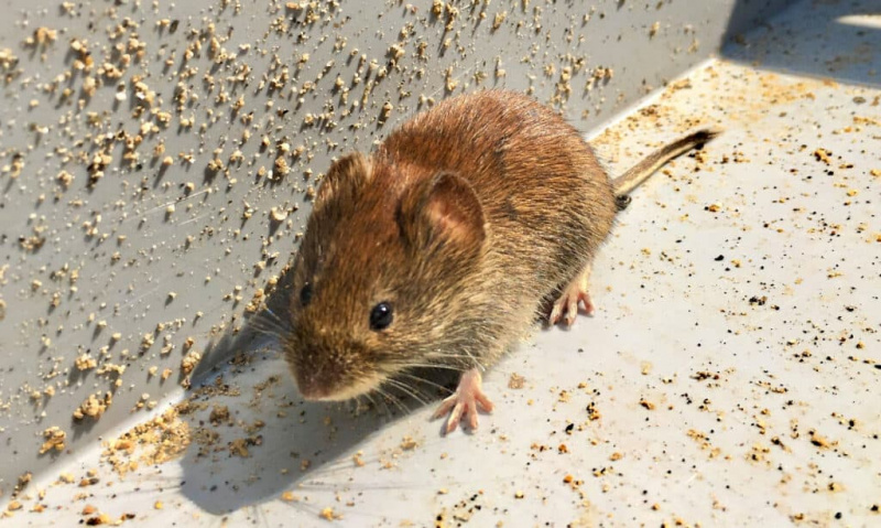 Menia sa myši na potkany?