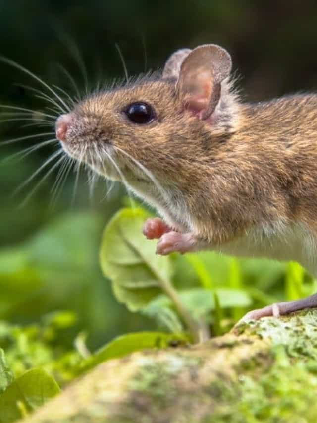   O que os ratos comem deixa's Find Out! Poster Image