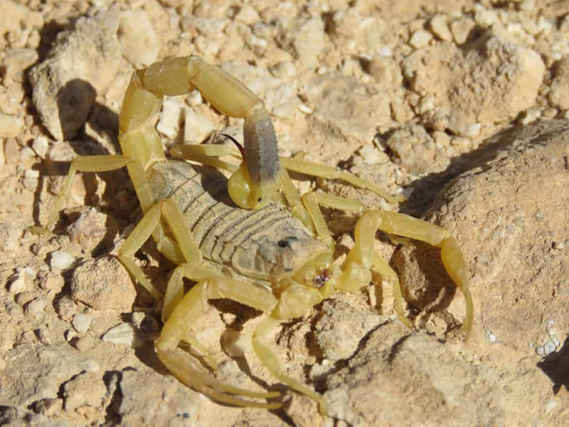   Deathstalker Scorpion Negevin autiomaassa Israelissa