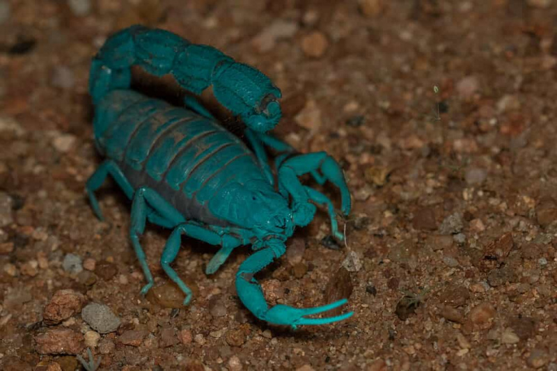   Парабутхус трансваалицус - Трансвалски дебелорепи шкорпион