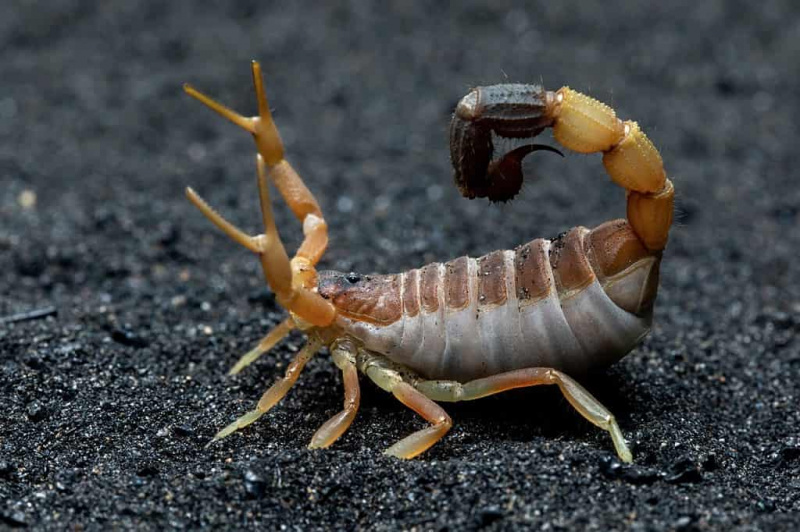   Parabuthus maximus, paprastai žinomas kaip storauodegis skorpionas.