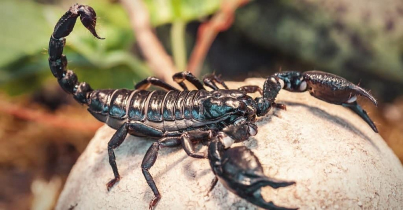   Juodasis skorpionas (Emperor Scorpion) sėdi ant uolos.