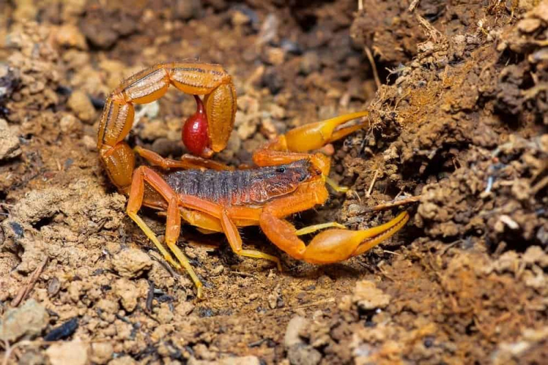   10 labiausiai nuodingų gyvūnų – Indijos raudonuodeginis skorpionas, Saswad, Pune rajonas, Maharaštra