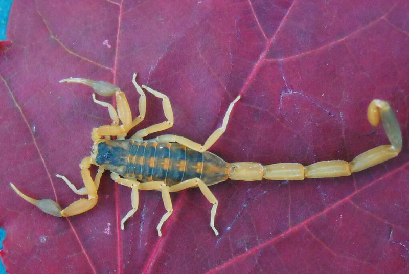   Skorpionas ant ryškiai violetinių lapų dryžuotos žievės Skorpionas Centruroides vittatus