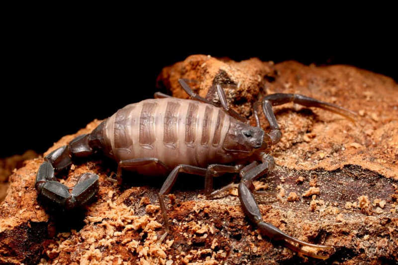   Fattail skorpionas, Fat Tailed Scorpion (Androctonus sp) yra pavojingiausios skorpionų rūšys pasaulyje