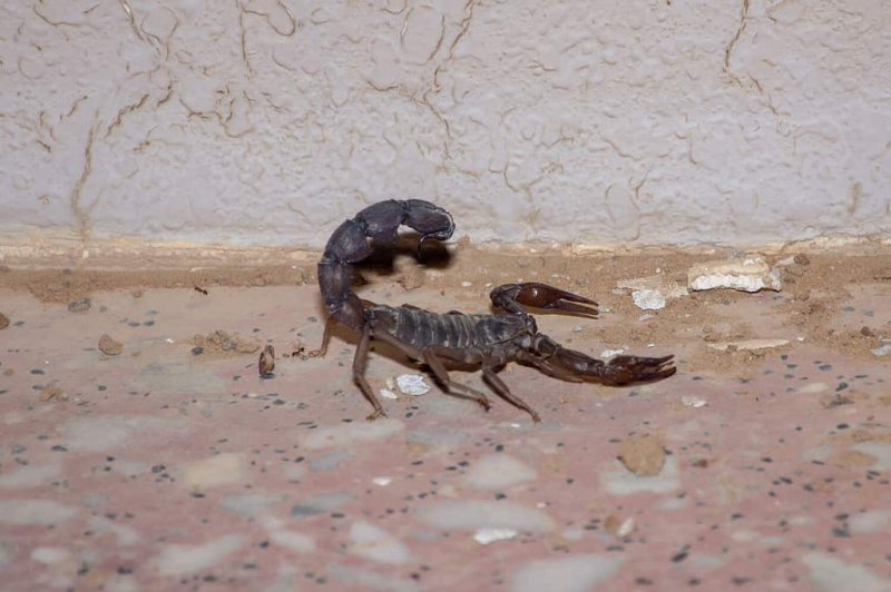   Juodas riebus uodegas skorpionas (Androctonus bicolor) naktį dykumoje Jungtiniuose Arabų Emyratuose.