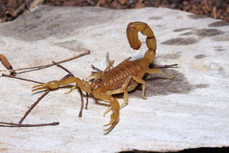   Brasilian keltainen skorpioni