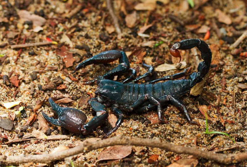   Tanzanijos raudonnagis skorpionas mėgsta drėgnus miškus ir vietas, kurias gali pasislėpti negyvoje medienoje arba po žieve. Jie lengvai susijaudina, o įgėlimas gali būti skausmingas, bet nekeliantis pavojaus gyvybei