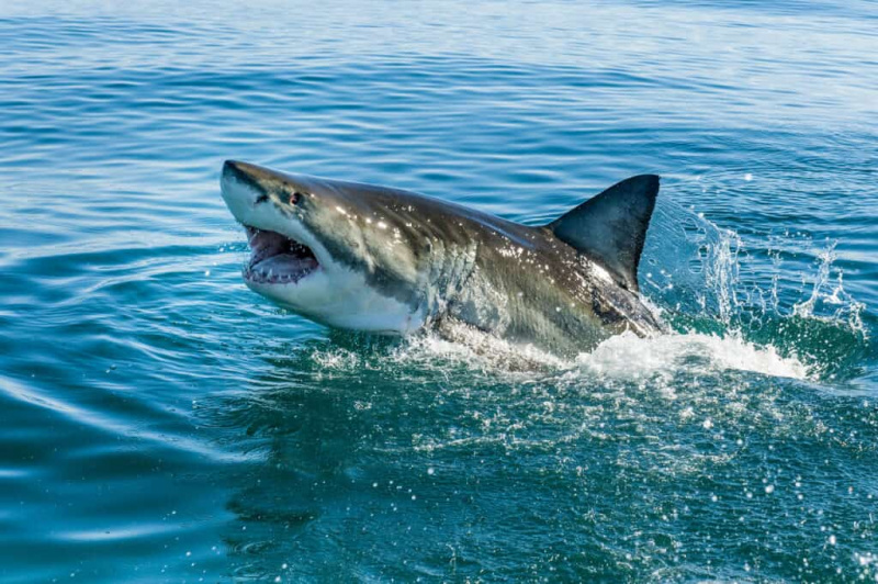 कनाडा के तट से मिली अब तक की सबसे बड़ी शार्क की खोज करें