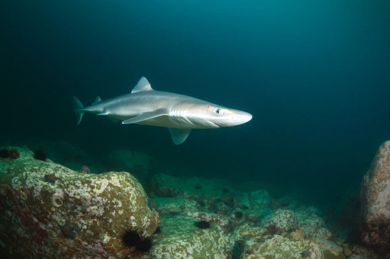   Бодљикава пасја ајкула, дубока - 15 метара, Јапанско море, Русија