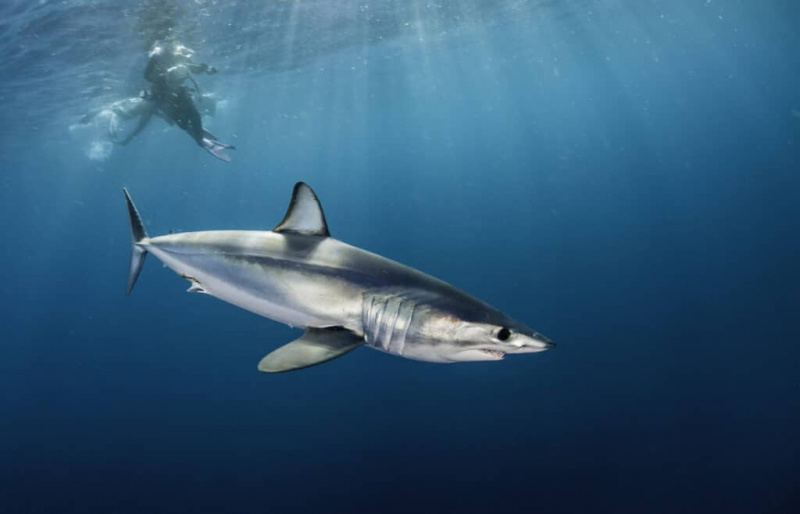   Ронилац плива са краткоперајном мако ајкулом. Ове ајкуле су агресивни предатори и треба их избегавати ако је могуће.