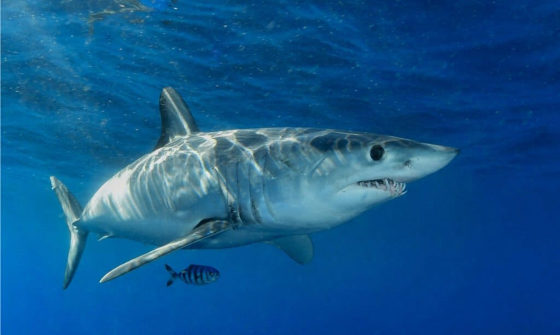   Краткопераја мако ајкула са пилот рибом.
