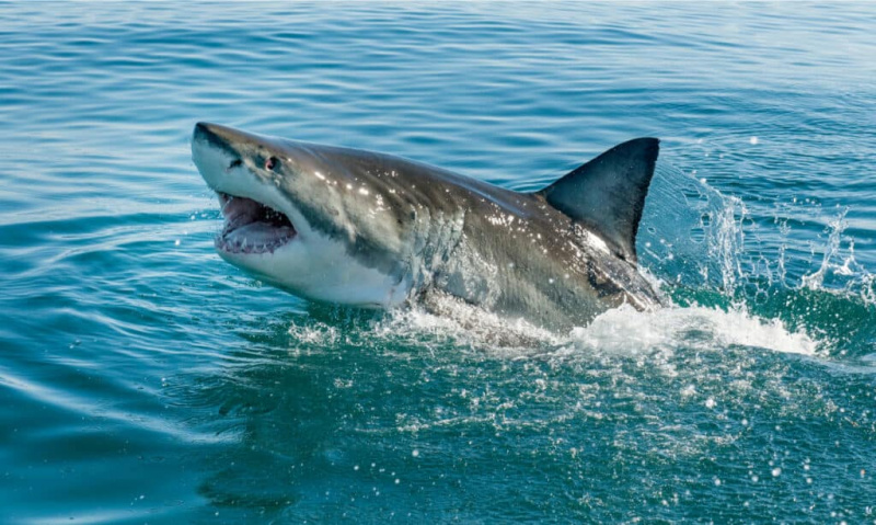   Пробијање велике беле ајкуле