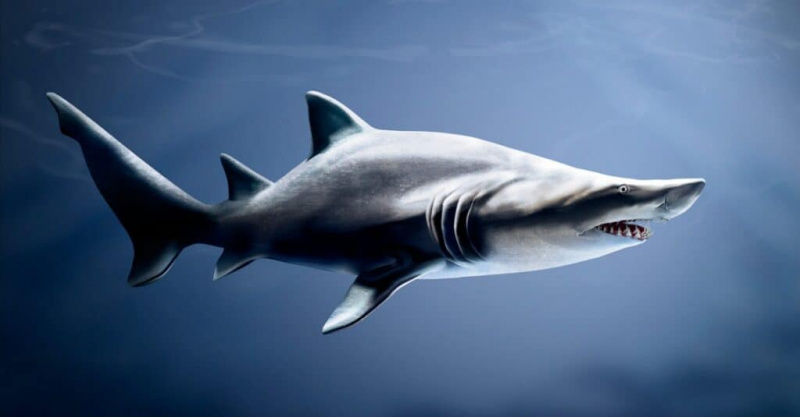   Tiere fressen ihre Jungen: Sandtigerhai