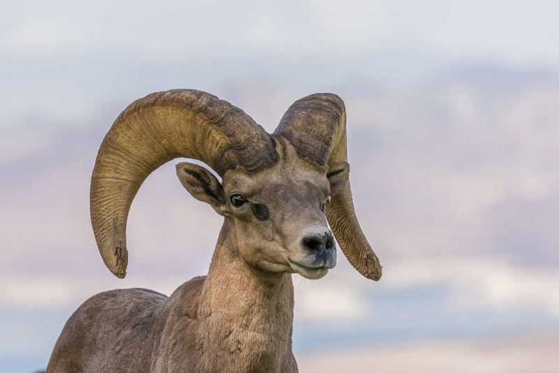   Το πρόβατο bighorn της ερήμου είναι το κρατικό ζώο της Νεβάδα.