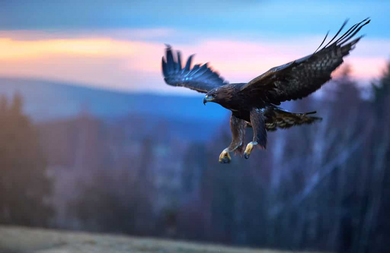   Αετός με τεντωμένα φτερά πετά μέσα με φόντο ηλιοβασίλεμα