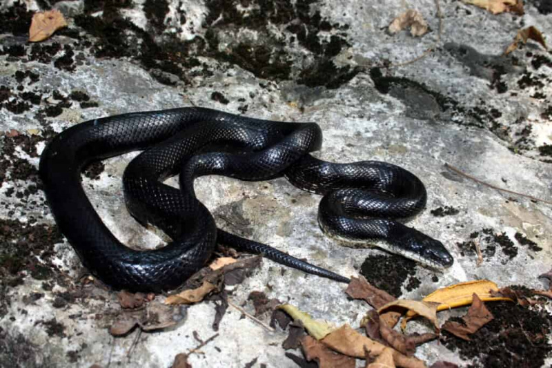 Черные змеи в Луизиане