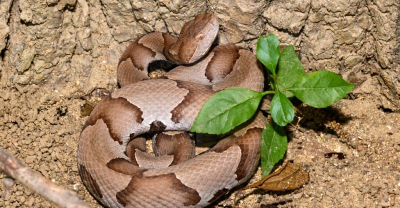   Copperheads orientais podem ser encontrados no Mississippi.