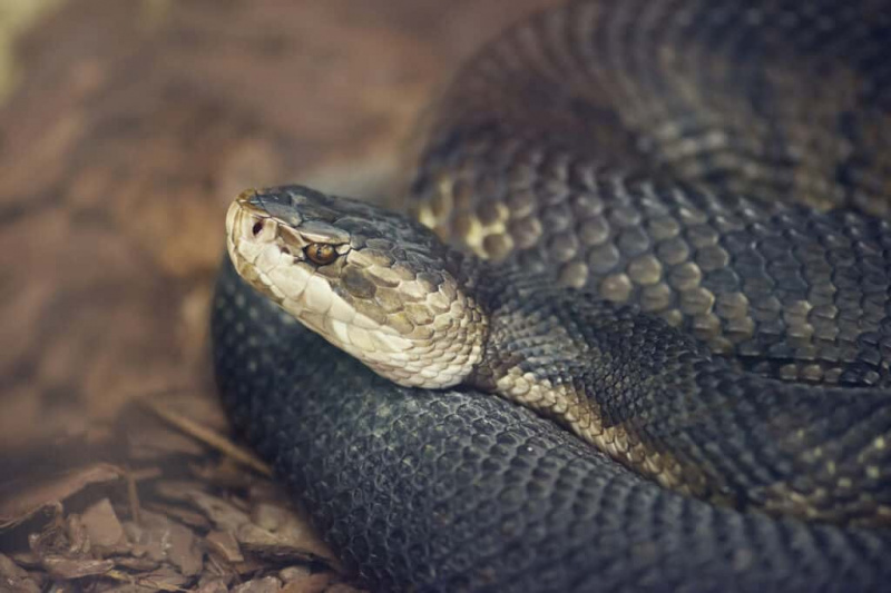   Florida cottonmouth มีถิ่นกำเนิดในฟลอริดา