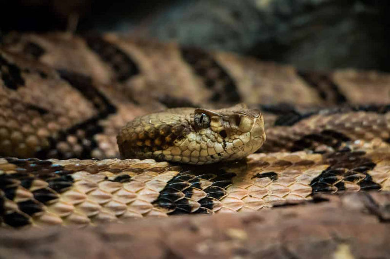   Kanebrems-klapperslangen finnes i både Mississippi og Florida